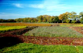 Celtic_field_Lunteren